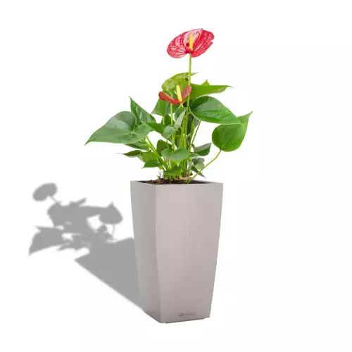 Anthurium w brązowej donicy Lechuza CUBICO Color 22/22/41
